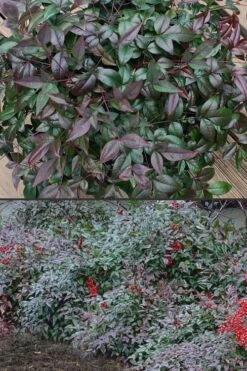 Harbor Belle Dwarf Nandina - 6 Pack Of 1 Gallon Pots -Plant Lover House Shop Nandina Harbor Belle 500x750 1