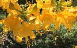 Admiral Semmes Native Azalea - Rhododendron - 3 Gallon Pot -Plant Lover House Shop Native Azalea Admiral Semmes 12