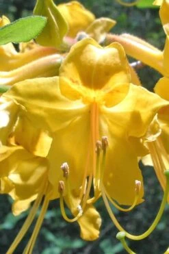 Admiral Semmes Native Azalea - Rhododendron - 3 Gallon Pot -Plant Lover House Shop Native Azalea Admiral Semmes 500x750 1