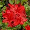 Augies Red Aromi Azalea (Rhododendron Hybrid) - 3 Gallon Pot -Plant Lover House Shop Native Azalea Augies Red 3