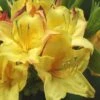 Canary Isles Aromi Azalea (Rhododendron Hybrid) - 3 Gallon Pot -Plant Lover House Shop Native Azalea Canary Isles 2