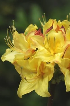Canary Isles Aromi Azalea (Rhododendron Hybrid) - 3 Gallon Pot -Plant Lover House Shop Native Azalea Canary Isles 4