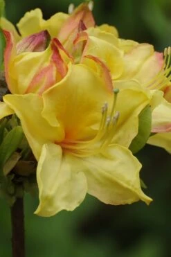 Canary Isles Aromi Azalea (Rhododendron Hybrid) - 3 Gallon Pot -Plant Lover House Shop Native Azalea Canary Isles 5
