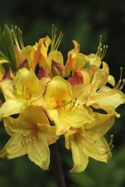 Canary Isles Aromi Azalea (Rhododendron Hybrid) - 3 Gallon Pot -Plant Lover House Shop Native Azalea Canary Isles 7