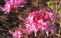 Candy Striper Native Azalea - Rhododendron Canescens - 3 Gallon Pot -Plant Lover House Shop Native Azalea Candy Striper 1
