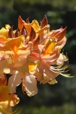 Dancing Rabbit Aromi Azalea (Rhododendron Hybrid) - 3 Gallon Pot -Plant Lover House Shop Native Azalea Dancing Rabbit 2