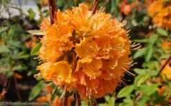 Dons Variegated Native Azalea - Rhododendron - 3 Gallon Pot 11 Dons Variegated Native Azalea - Rhododendron - 3 Gallon Pot -Plant Lover House Shop Native Azalea Dons Variegated 10 1