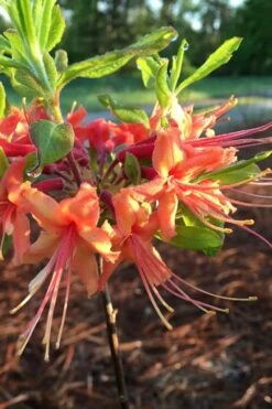 Evening Sunset Native Azalea (Rhododendron Austrinum) - 3 Gallon Pot -Plant Lover House Shop Native Azalea Evening Sunset 1