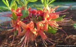Evening Sunset Native Azalea (Rhododendron Austrinum) - 3 Gallon Pot -Plant Lover House Shop Native Azalea Evening Sunset 2
