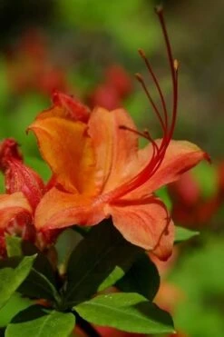 Flame Azalea (Rhododendron Calendulaceum) - 3 Gallon Pot 16 Flame Azalea (Rhododendron Calendulaceum) - 3 Gallon Pot -Plant Lover House Shop Native Azalea Flame 1