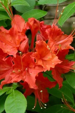 Flame Azalea (Rhododendron Calendulaceum) - 3 Gallon Pot 15 Flame Azalea (Rhododendron Calendulaceum) - 3 Gallon Pot -Plant Lover House Shop Native Azalea Flame 16
