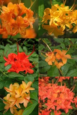 Flame Azalea (Rhododendron Calendulaceum) - 3 Gallon Pot 13 Flame Azalea (Rhododendron Calendulaceum) - 3 Gallon Pot -Plant Lover House Shop Native Azalea Flame 17
