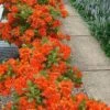 Flame Azalea (Rhododendron Calendulaceum) - 3 Gallon Pot 2 Flame Azalea (Rhododendron Calendulaceum) - 3 Gallon Pot -Plant Lover House Shop Native Azalea Flame 20