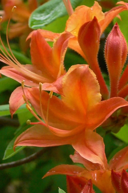 Flame Azalea (Rhododendron Calendulaceum) - 3 Gallon Pot 10 Flame Azalea (Rhododendron Calendulaceum) - 3 Gallon Pot - Image 8