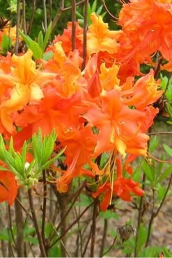 Frontier Gold Aromi Azalea (Rhododendron Hybrid) - 3 Gallon Pot -Plant Lover House Shop Native Azalea Frontier Gold 2 1