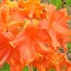 Frontier Gold Aromi Azalea (Rhododendron Hybrid) - 3 Gallon Pot -Plant Lover House Shop Native Azalea Frontier Gold 3 1