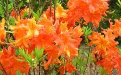 Frontier Gold Aromi Azalea (Rhododendron Hybrid) - 1 Gallon Pot -Plant Lover House Shop Native Azalea Frontier Gold 4