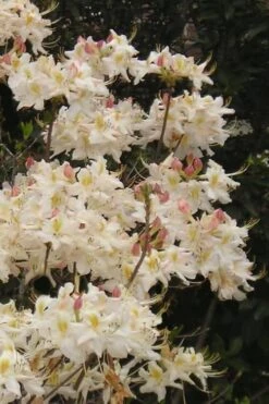 High Tide Aromi Azalea (Deciduous Rhododendron Hybrid) - 3 Gallon Pot -Plant Lover House Shop Native Azalea High Tide 10