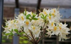 High Tide Aromi Azalea (Deciduous Rhododendron Hybrid) - 1 Gallon Pot -Plant Lover House Shop Native Azalea High Tide 2 1
