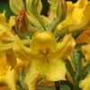 Jane's Gold Aromi Azalea (Rhododendron Hybrid) - 3 Gallon Pot
