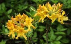 Jane's Gold Aromi Azalea (Rhododendron Hybrid) - 3 Gallon Pot -Plant Lover House Shop Native Azalea Janes Gold 3