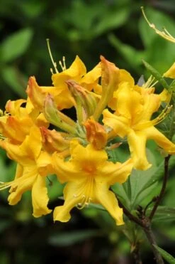 Jane's Gold Aromi Azalea (Rhododendron Hybrid) - 3 Gallon Pot -Plant Lover House Shop Native Azalea Janes Gold 4