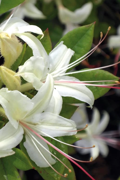 June Jubilee Aromi Azalea (Rhododendron Hybrid) - 3 Gallon Pot 3 June Jubilee Aromi Azalea (Rhododendron Hybrid) - 3 Gallon Pot