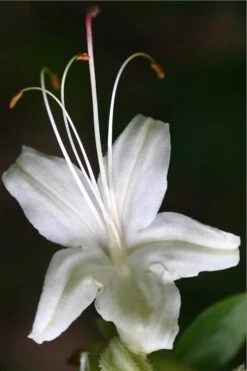 June Jubilee Aromi Azalea (Rhododendron Hybrid) - 3 Gallon Pot 9 June Jubilee Aromi Azalea (Rhododendron Hybrid) - 3 Gallon Pot -Plant Lover House Shop Native Azalea June Jubilee 2