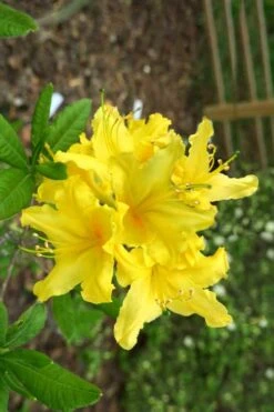 Lemonade Aromi Azalea (Rhododendron Hybrid) - 1 Gallon Pot 9 Lemonade Aromi Azalea (Rhododendron Hybrid) - 1 Gallon Pot -Plant Lover House Shop Native Azalea Lemonade 10 1