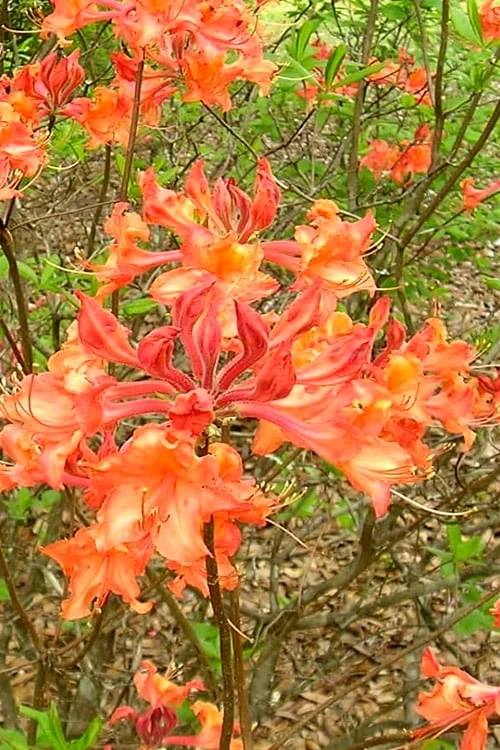 Mauvilla Gold Aromi Azalea (Rhododendron Hybrid) - 3 Gallon Pot 3 Mauvilla Gold Aromi Azalea (Rhododendron Hybrid) - 3 Gallon Pot