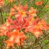 Mauvilla Gold Aromi Azalea (Rhododendron Hybrid) - 1 Gallon Pot 1 Mauvilla Gold Aromi Azalea (Rhododendron Hybrid) - 1 Gallon Pot -Plant Lover House Shop Native Azalea Mauvila Gold 10