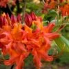 Oconee Native Azalea - Rhododendron Flammeum Speciosum - 3 Gallon Pot 2 Oconee Native Azalea - Rhododendron Flammeum Speciosum - 3 Gallon Pot -Plant Lover House Shop Native Azalea Oconee Flammeum 11 1