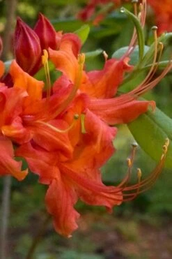 Oconee Native Azalea - Rhododendron Flammeum Speciosum - 3 Gallon Pot -Plant Lover House Shop Native Azalea Oconee Flammeum 12 1