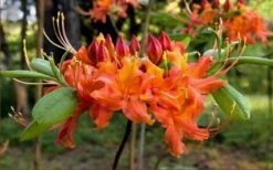Oconee Native Azalea - Rhododendron Flammeum Speciosum - 1 Gallon Pot -Plant Lover House Shop Native Azalea Oconee Flammeum 20