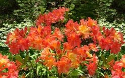Oconee Native Azalea - Rhododendron Flammeum Speciosum - 1 Gallon Pot -Plant Lover House Shop Native Azalea Oconee Flammeum 4
