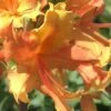 Orange Marmalade Native Azalea - 3 Gallon Pot -Plant Lover House Shop Native Azalea Orange Marrmalade 1