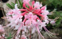 Varnadoes Phlox Pink Native Azalea - Rhododendron Canescens - 3 Gallon Pot 23 Varnadoes Phlox Pink Native Azalea - Rhododendron Canescens - 3 Gallon Pot -Plant Lover House Shop Native Azalea Phlox Pink 30