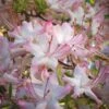 Pink Alabama Native Azalea - Rhododendron - 3 Gallon Pot -Plant Lover House Shop Native Azalea Pink Alabamense 4