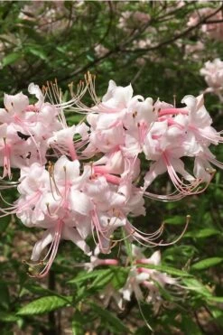 Pink Alabama Native Azalea - Rhododendron - 3 Gallon Pot -Plant Lover House Shop Native Azalea Pink Alabamense 5