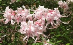Pink Alabama Native Azalea - Rhododendron - 3 Gallon Pot -Plant Lover House Shop Native Azalea Pink Alabamense 7