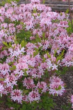 Pinxterbloom Azalea (Rhododendron Periclymenoides) - 3 Gallon Pot -Plant Lover House Shop Native Azalea Pinxterbloom 1