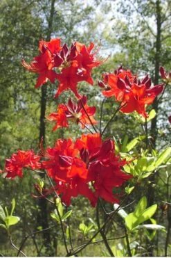 Radiant Red Aromi Azalea (Rhododendron Hybrid) - 1 Gallon Pot -Plant Lover House Shop Native Azalea Radiant Red 6 2