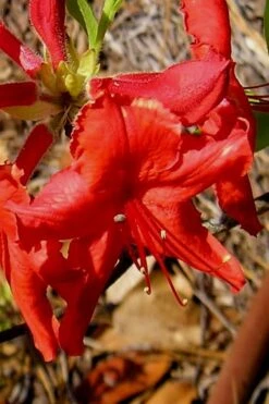 Radiant Red Aromi Azalea (Rhododendron Hybrid) - 1 Gallon Pot -Plant Lover House Shop Native Azalea Radiant Red 7