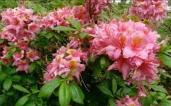 Samford Sorbet Native Azalea (Rhododendron) - 3 Gallon Pot 10 Samford Sorbet Native Azalea (Rhododendron) - 3 Gallon Pot -Plant Lover House Shop Native Azalea Samford Sorbet 1