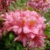 Samford Sorbet Native Azalea (Rhododendron) - 3 Gallon Pot -Plant Lover House Shop Native Azalea Samford Sorbet 3