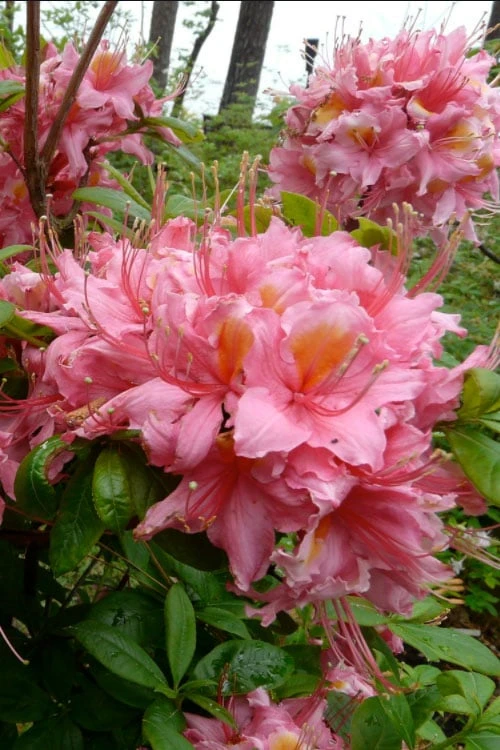 Samford Sorbet Native Azalea (Rhododendron) - 3 Gallon Pot 3 Samford Sorbet Native Azalea (Rhododendron) - 3 Gallon Pot
