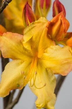 Solar Flare Sunbow Azalea - 3 Gallon Pot -Plant Lover House Shop Native Azalea Solar Flare Sunbow BS