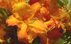 Solar Glow Sunbow Azalea - 2 Gallon Pot 9 Solar Glow Sunbow Azalea - 2 Gallon Pot -Plant Lover House Shop Native Azalea Solar Glow 2