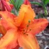 Solar Glow Sunbow Azalea - 3 Gallon Pot -Plant Lover House Shop Native Azalea Solar Sunglow 1 1