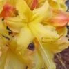 Solar Flare Sunbow Azalea - 3 Gallon Pot -Plant Lover House Shop Native Azalea Solor Flare Sunbow 1